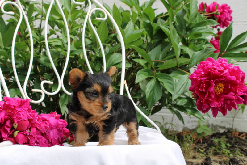 puppy, for, sale, Yorkshire Terrier, Matthew B. Stoltzfus, dog, breeder, Gap, PA, dog-breeder, puppy-for-sale, forsale, nearby, find, puppyfind, locator, puppylocator, aca